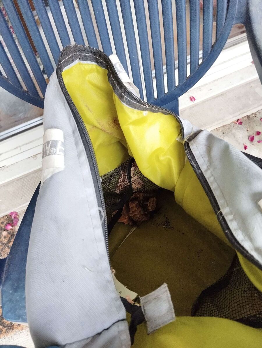 essaim d abeille enlevement