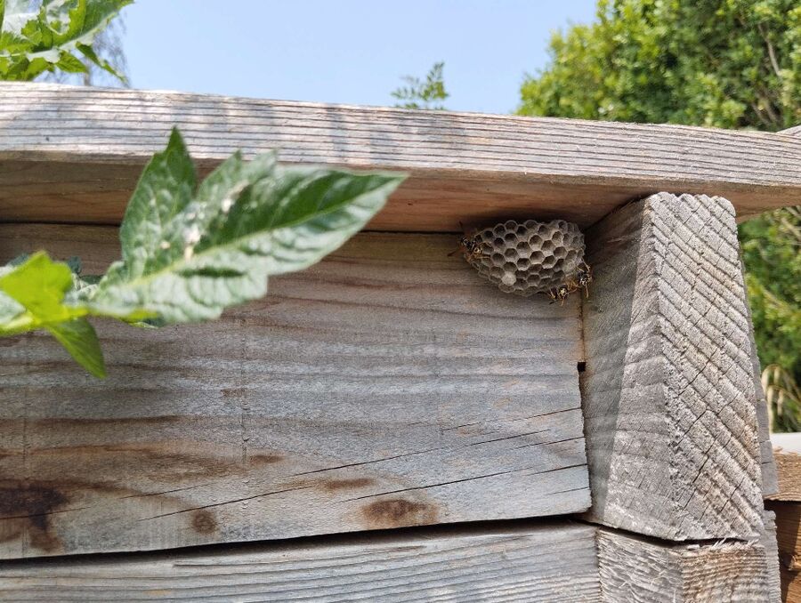 nid d abeille que faire