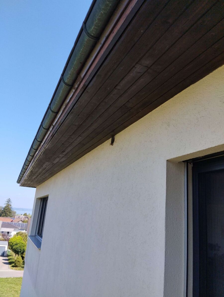 ruche abeille maison que faire