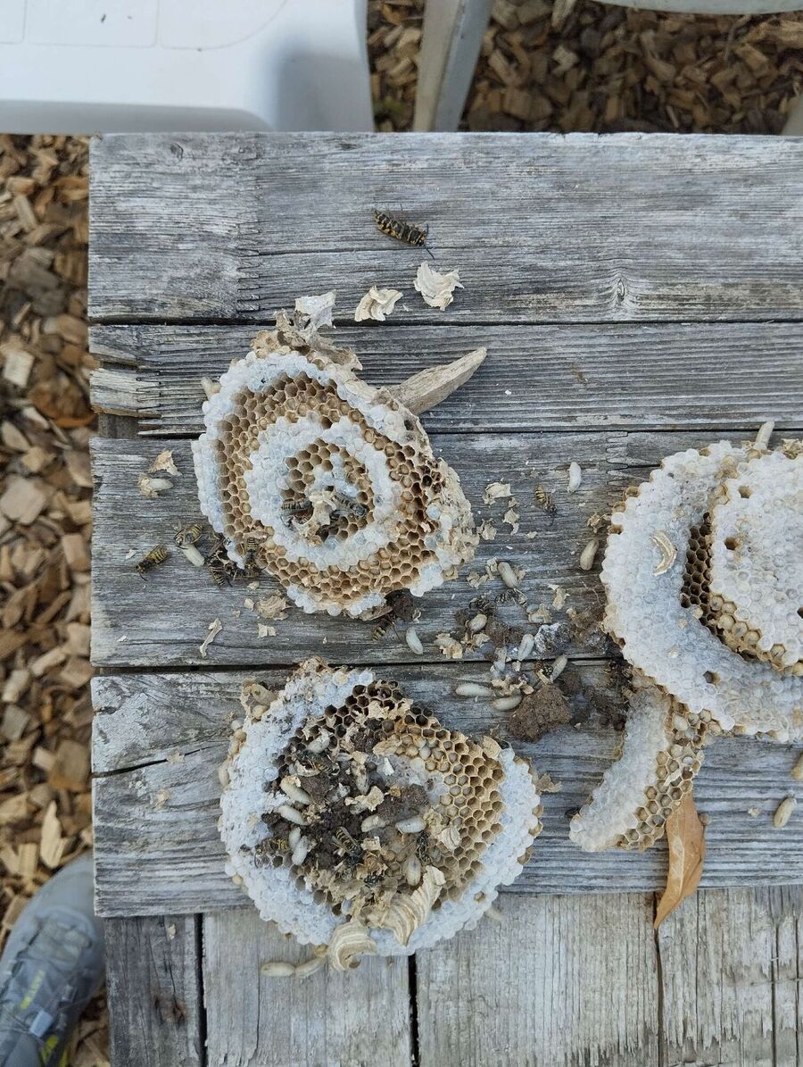 ruche abeille maison que faire