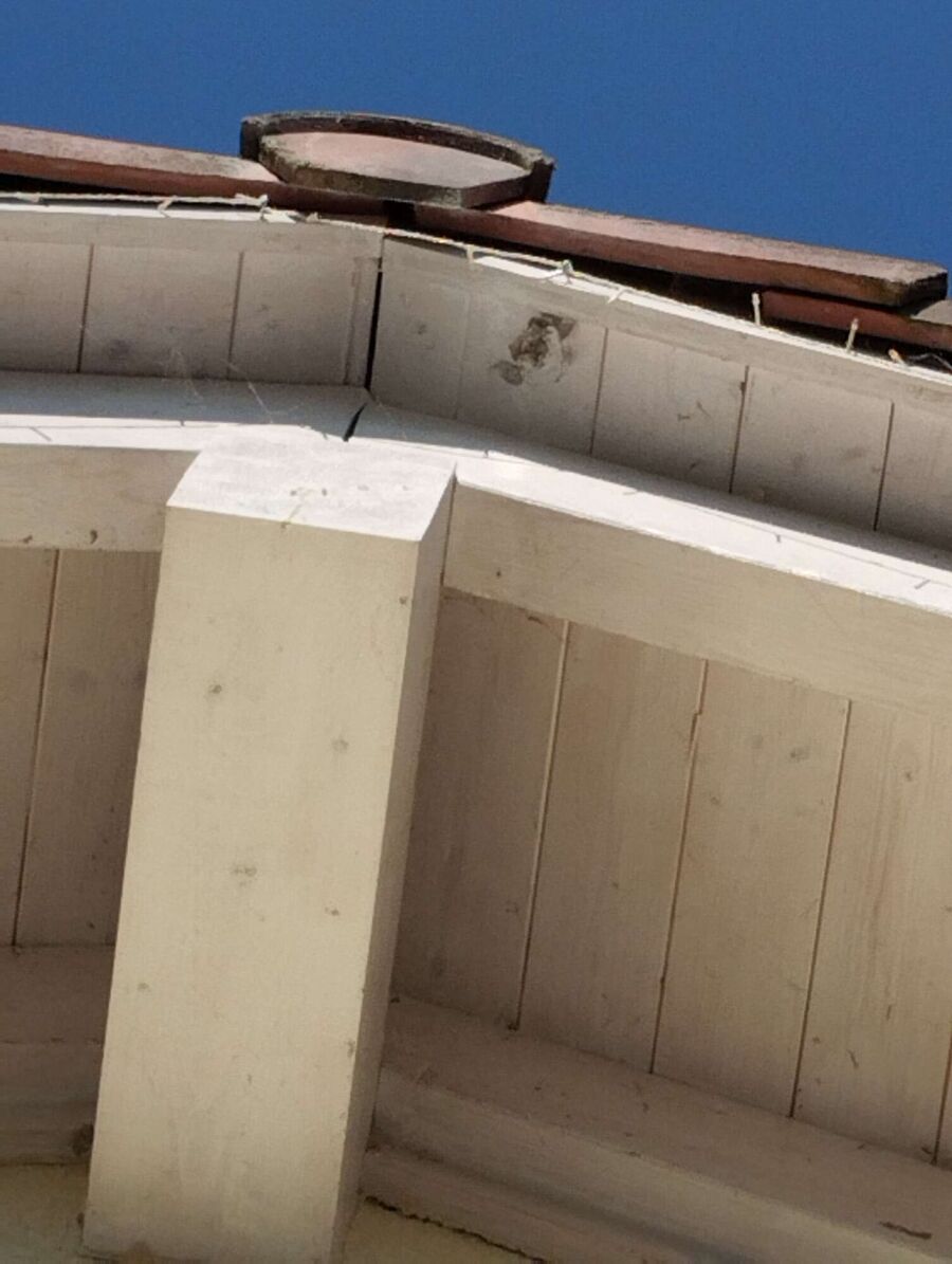 essaim d abeille enlevement