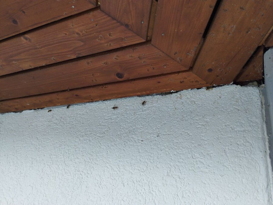 enlever un nid d abeille