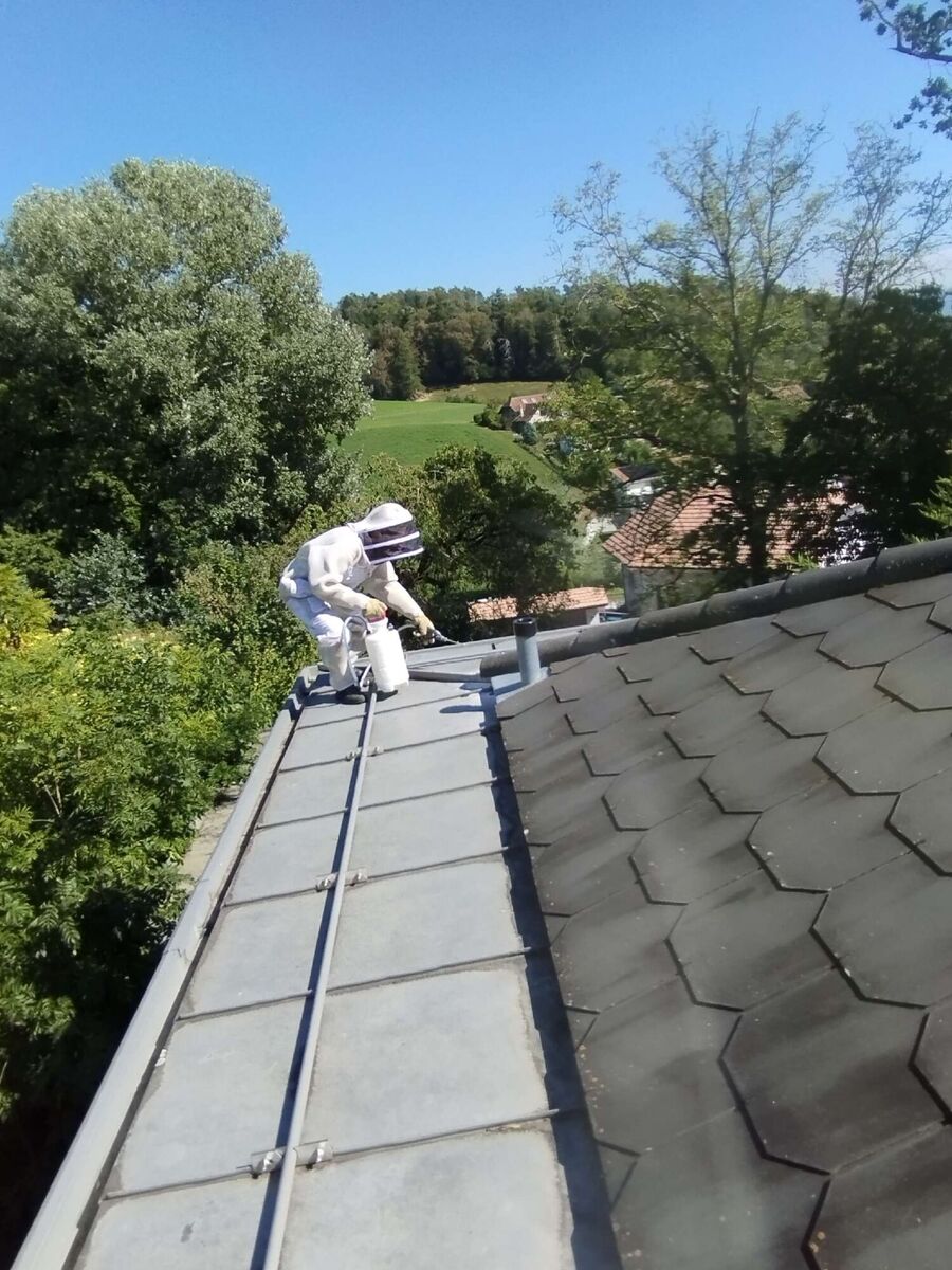 essaim d abeille enlevement