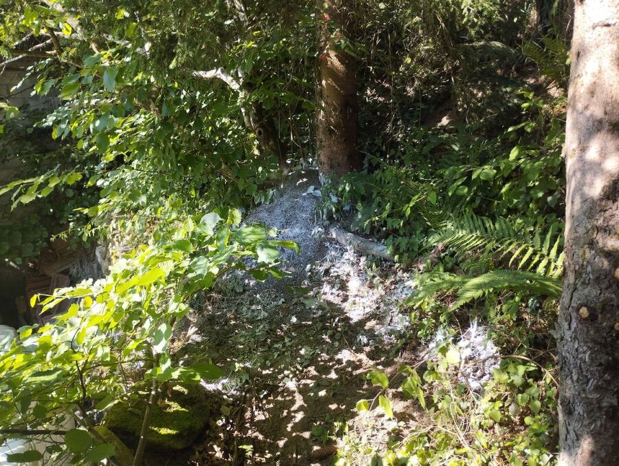 essaim d abeille enlevement