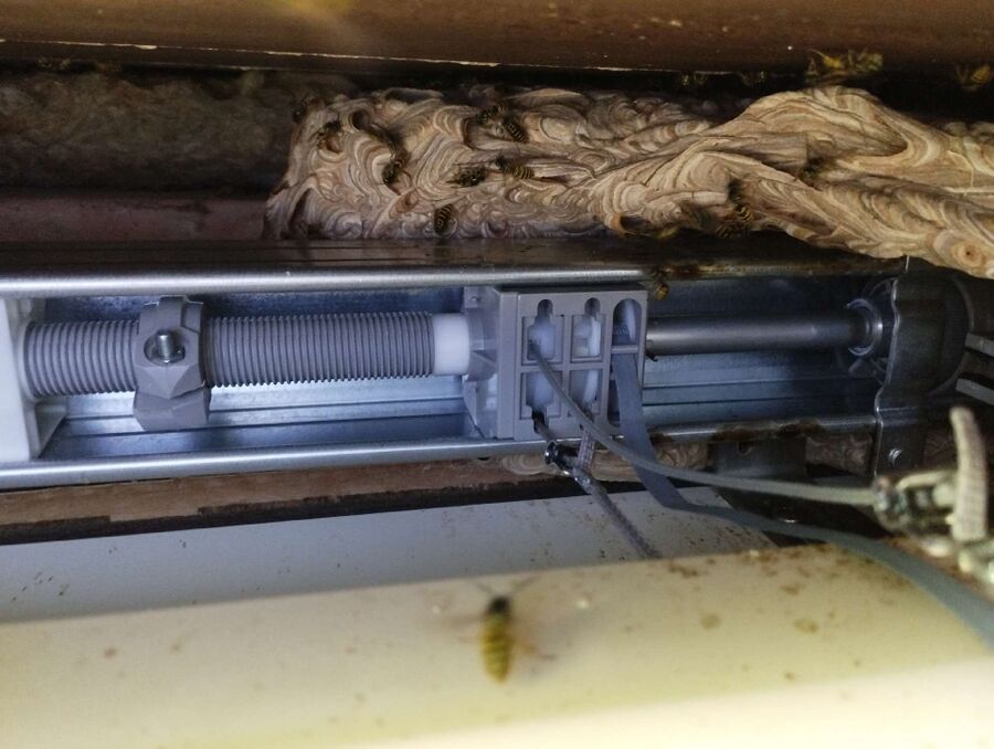 essaim d abeille enlevement