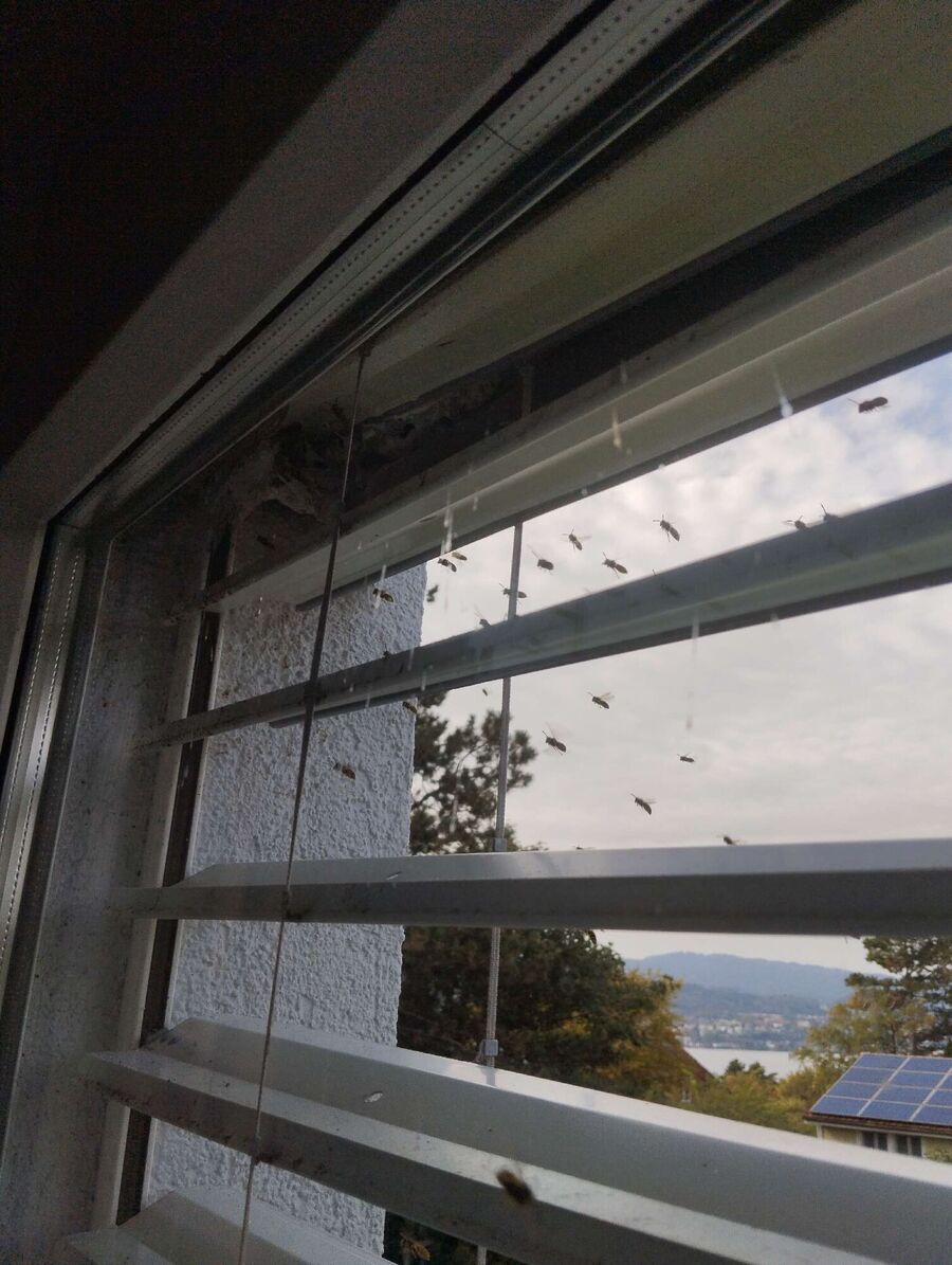 nid d abeille que faire