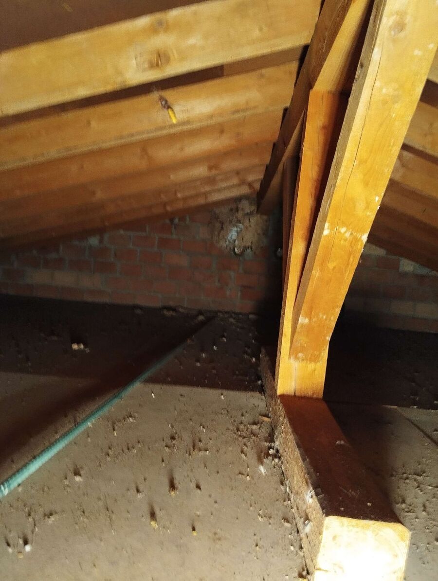 ruche abeille maison que faire