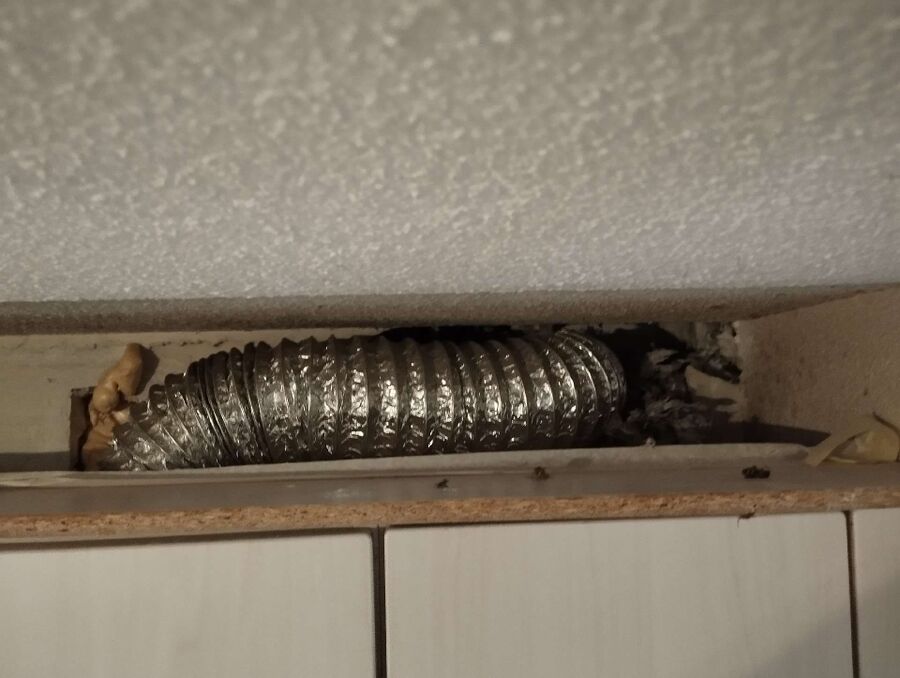 essaim d abeille enlevement