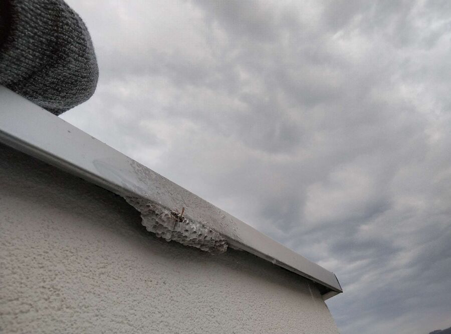 essaim d abeille enlevement