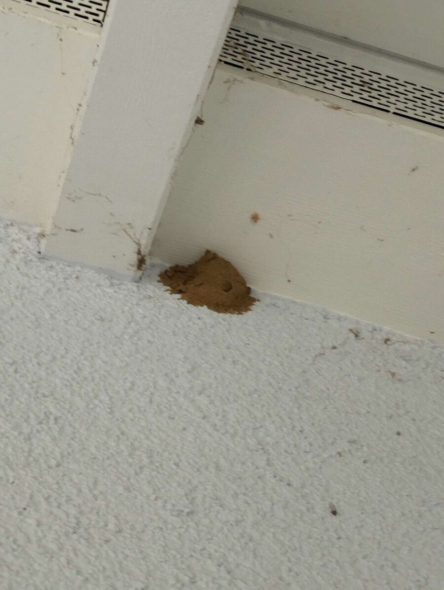 enlever un nid d abeille