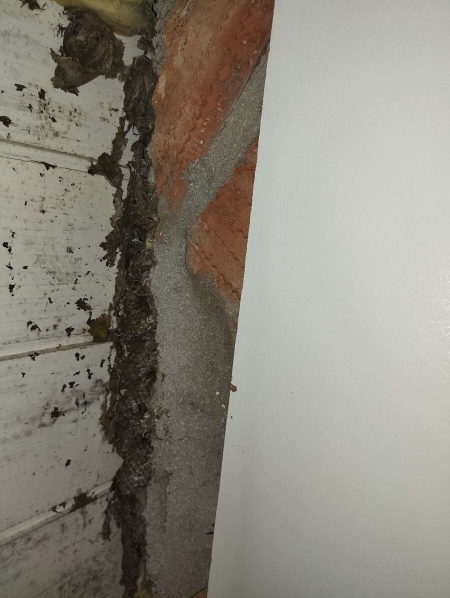 ruche abeille maison que faire