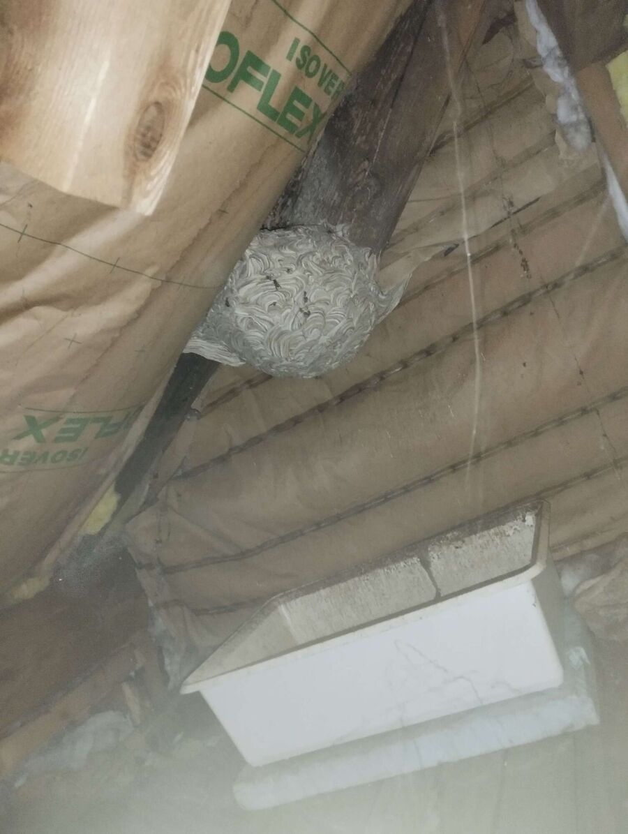 ruche abeille maison que faire