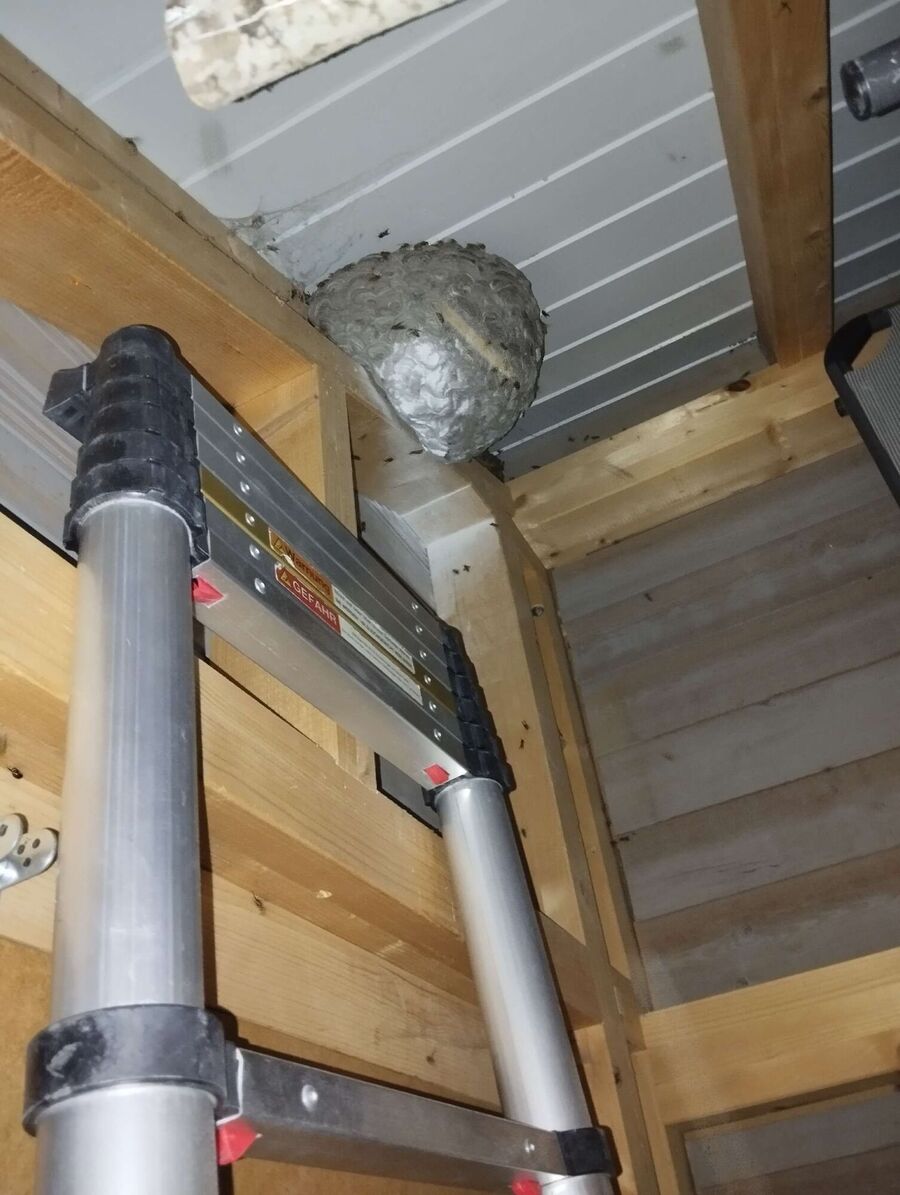 nid d abeille que faire