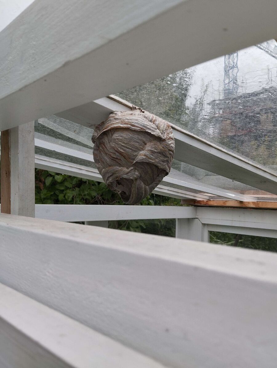 ruche abeille maison que faire