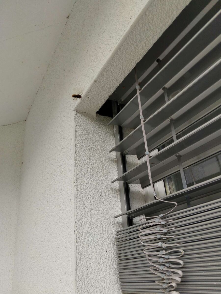 enlever un nid d abeille