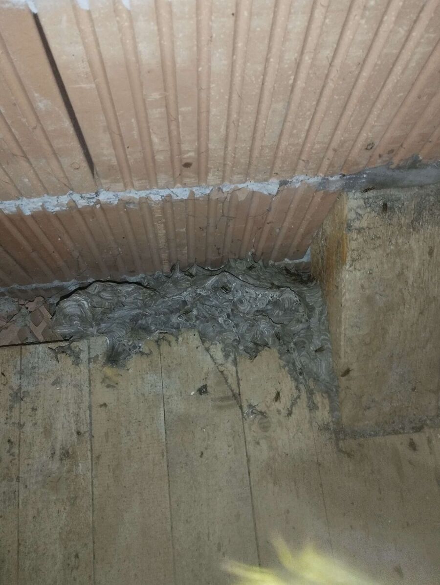 enlever un nid d abeille