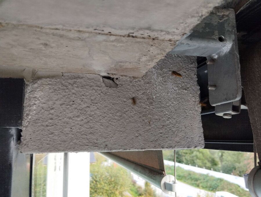 ruche abeille maison que faire