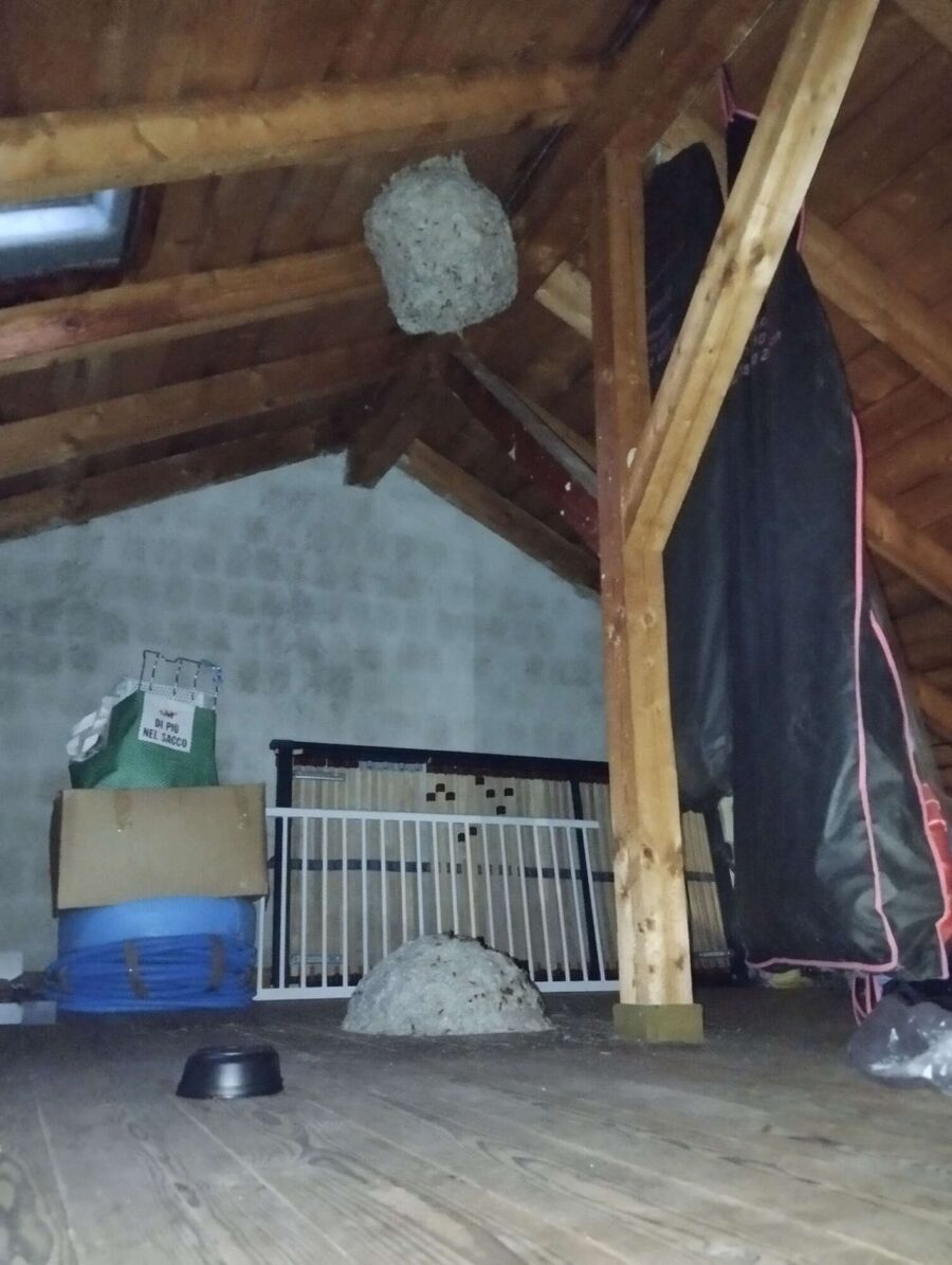 enlever un nid d abeille