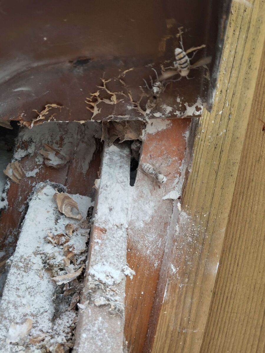 ruche abeille maison que faire