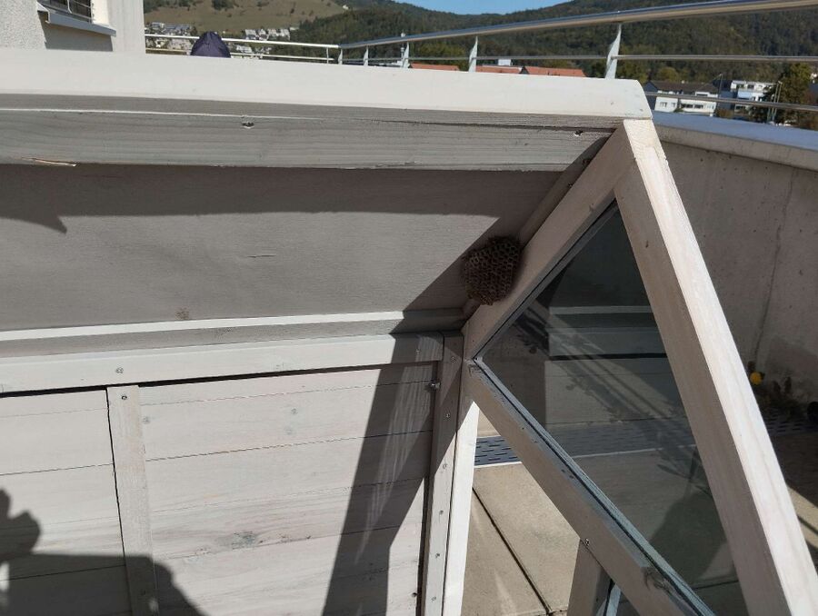 essaim d abeille enlevement