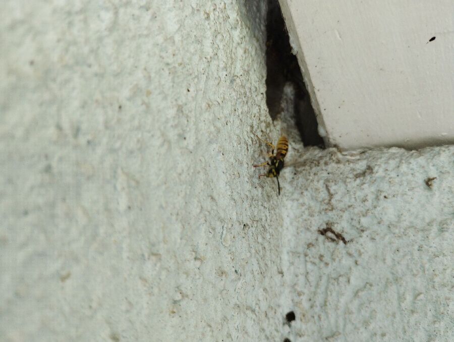 nid d abeille que faire