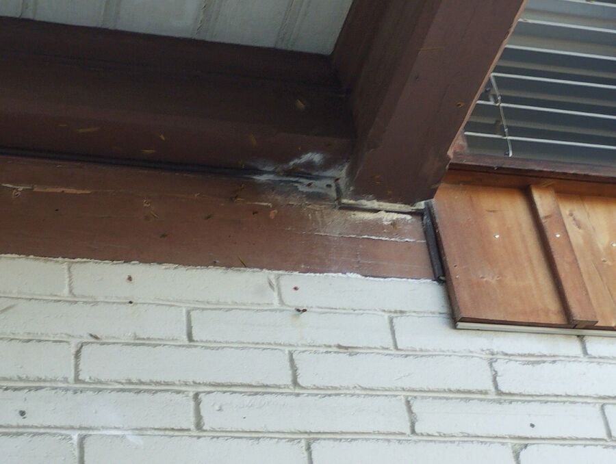 ruche abeille maison que faire