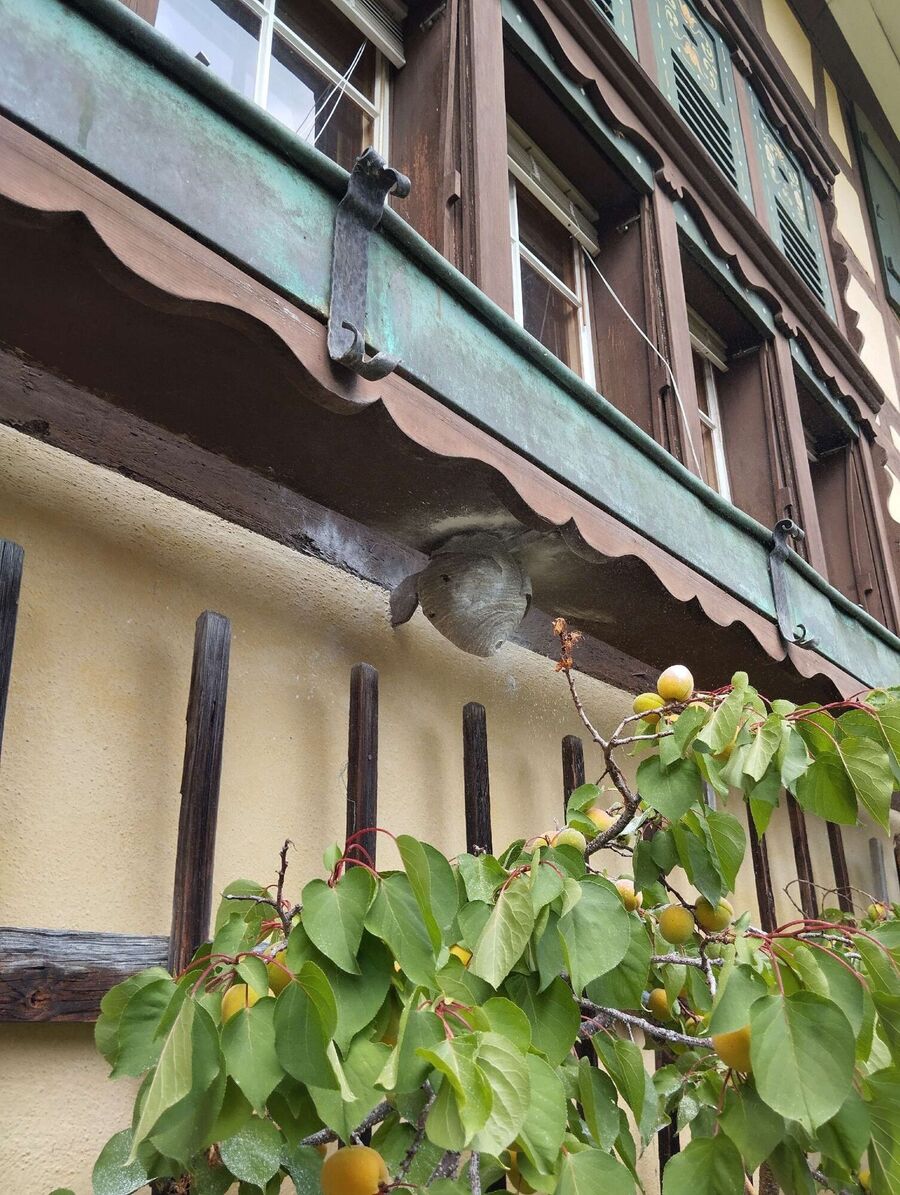 essaim d abeille enlevement