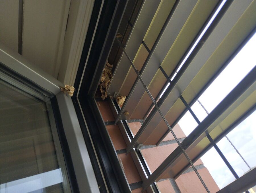 essaim d abeille enlevement