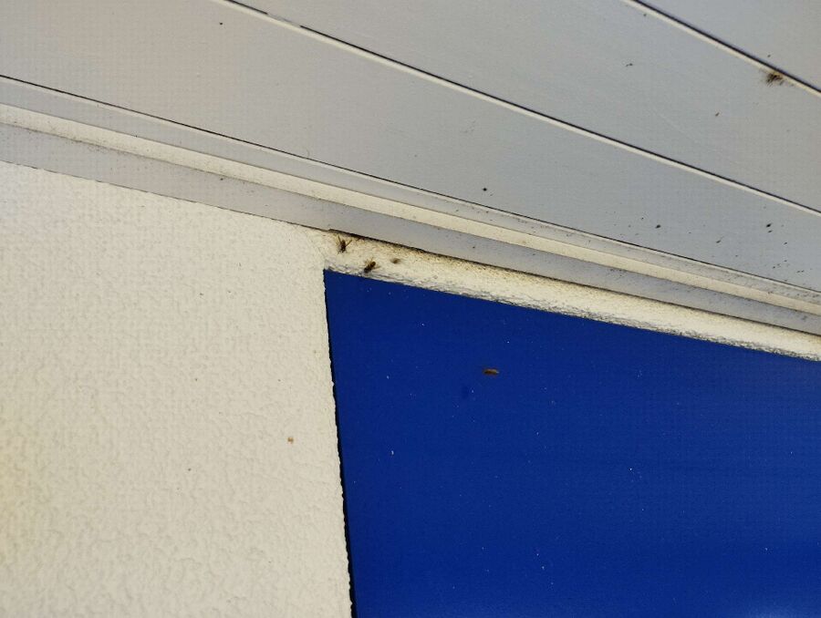 essaim d abeille enlevement