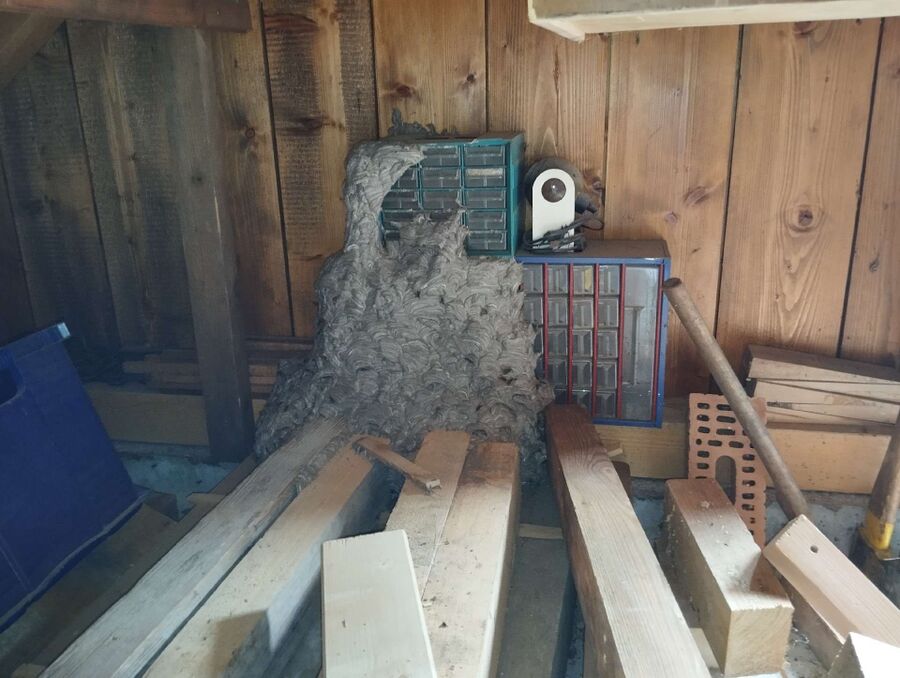 nid d abeille que faire