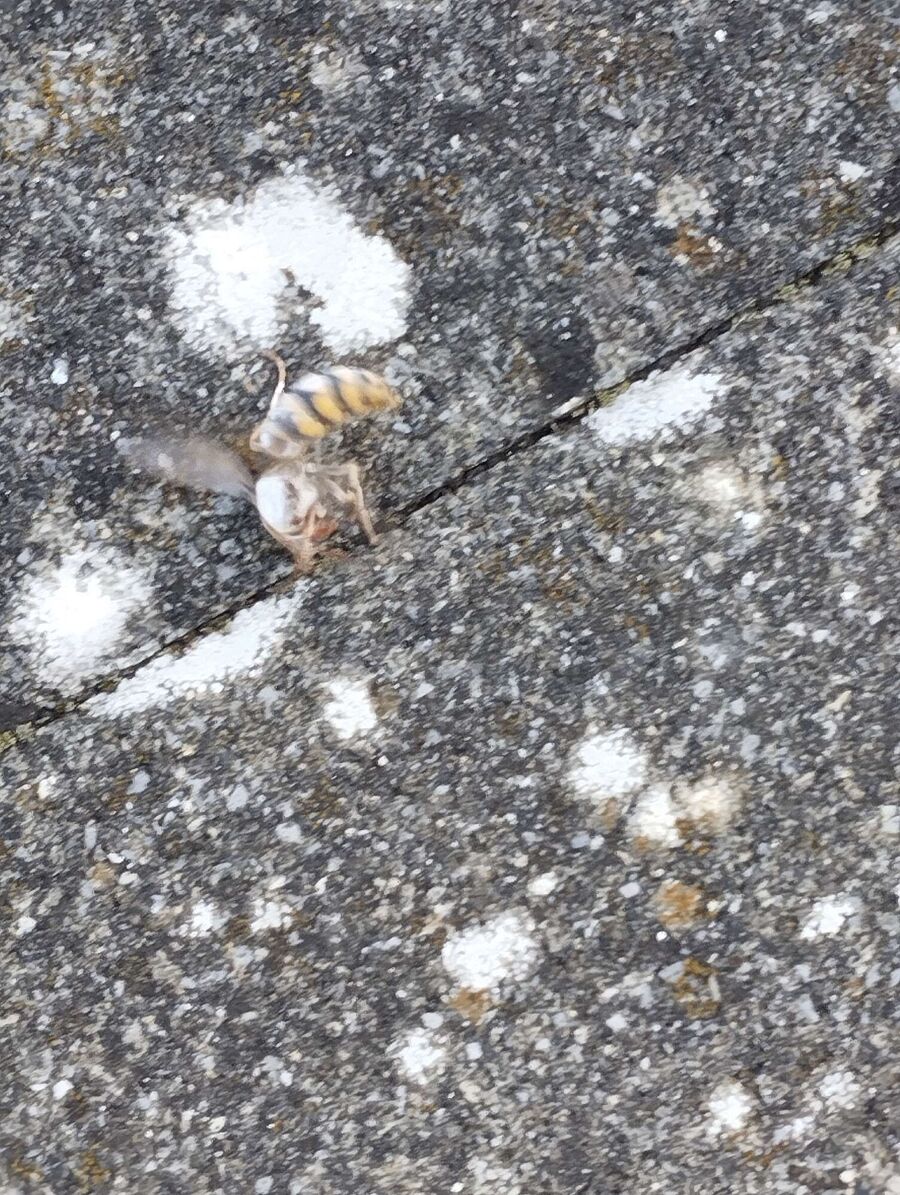 ruche abeille maison que faire