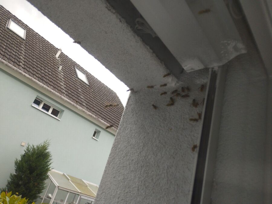 essaim d abeille enlevement