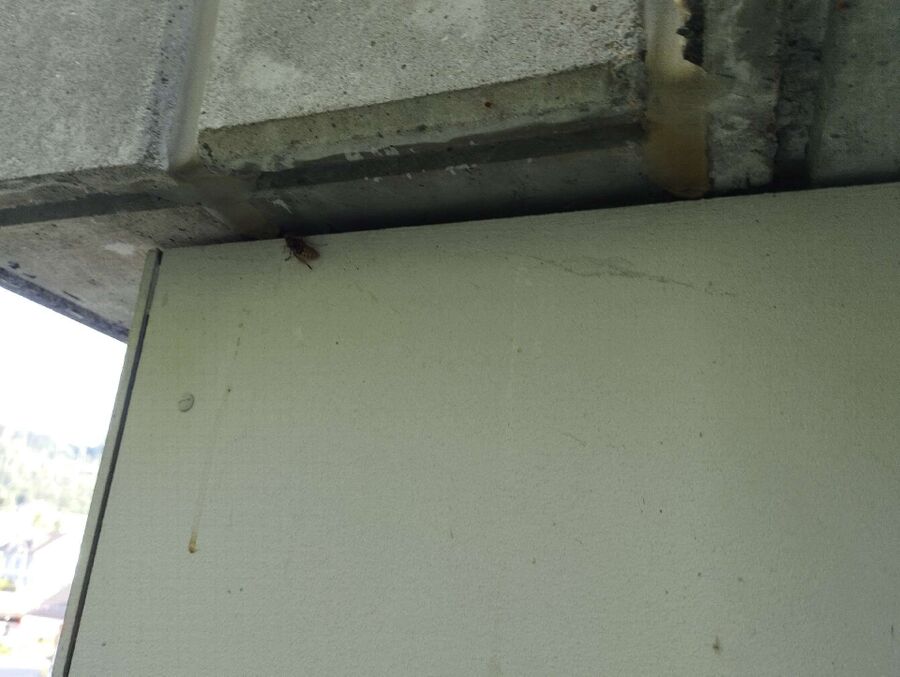 enlever un nid d abeille