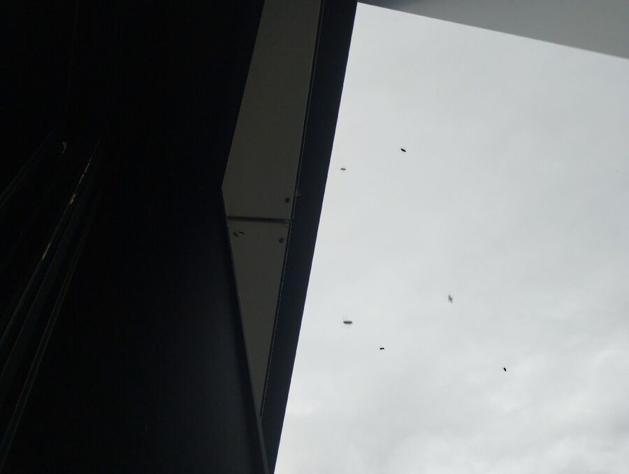 essaim d abeille enlevement