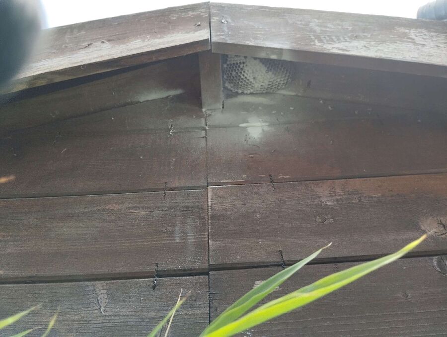 essaim d abeille enlevement