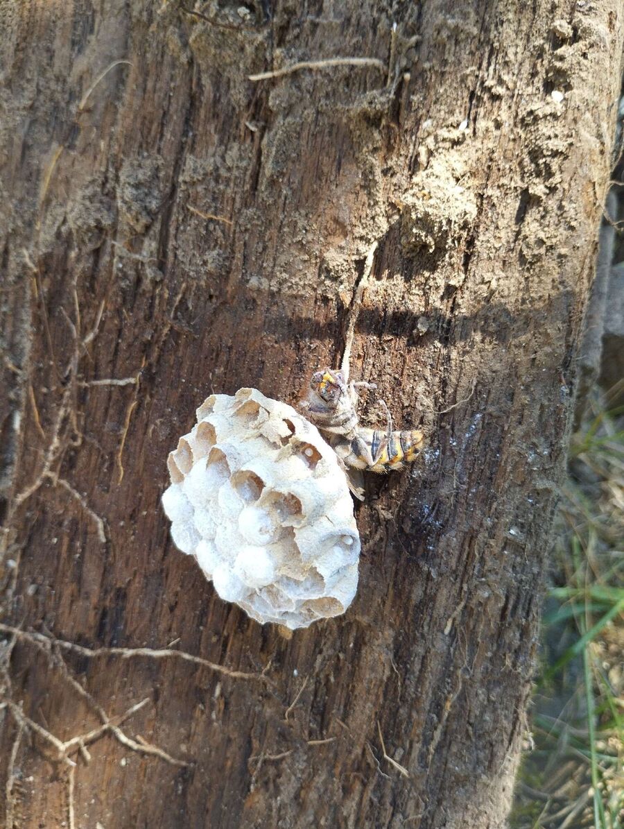 nid d abeille que faire