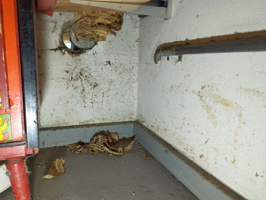 ruche abeille maison que faire