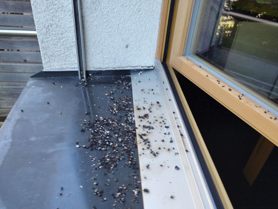 essaim d abeille enlevement