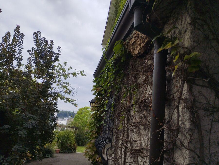 essaim d abeille enlevement