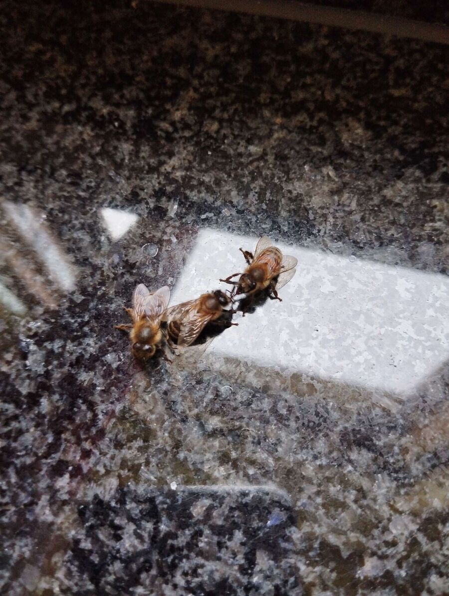 nid d abeille que faire