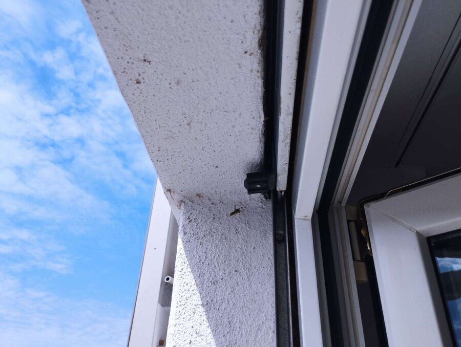 ruche abeille maison que faire