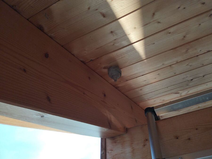 ruche abeille maison que faire