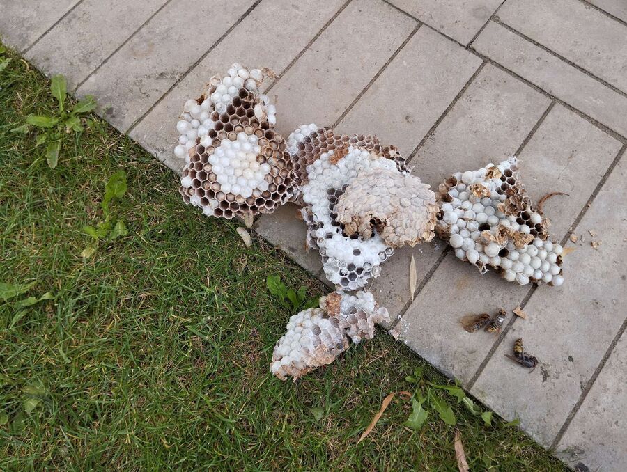 enlever un nid d abeille
