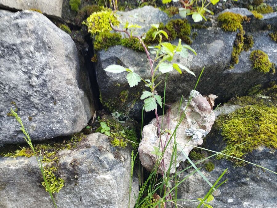 ruche abeille maison que faire