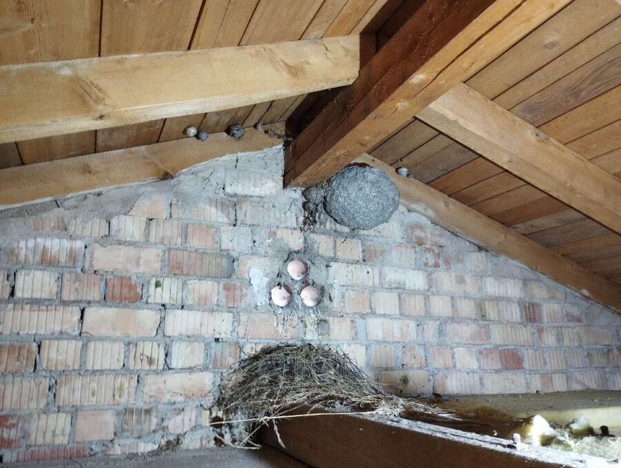 ruche abeille maison que faire