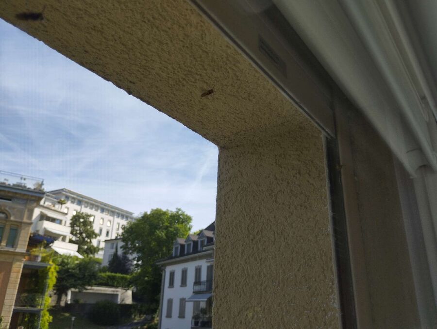 nid d abeille que faire