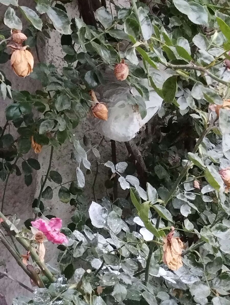 ruche abeille maison que faire