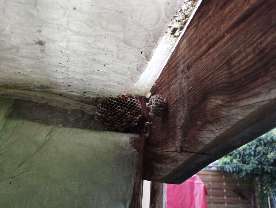 essaim d abeille enlevement