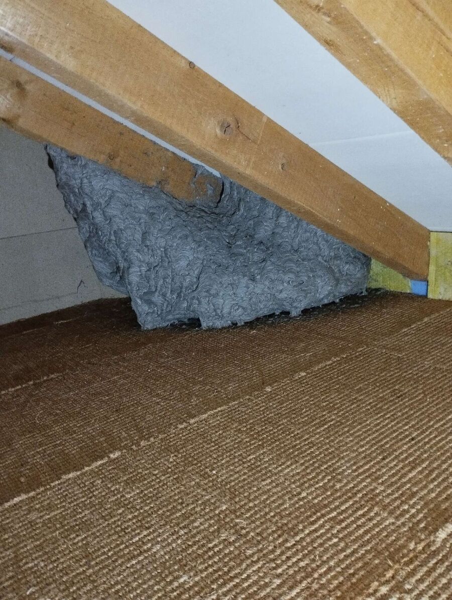 ruche abeille maison que faire