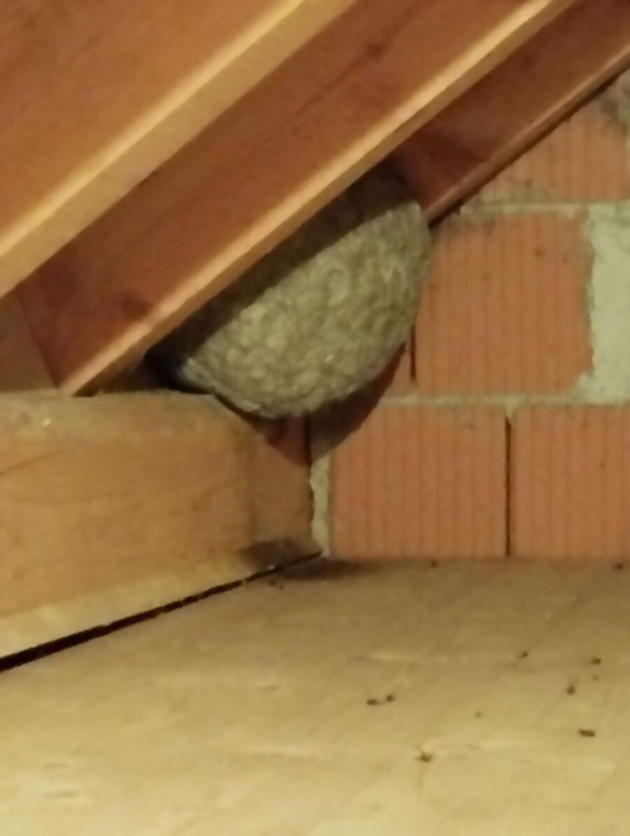 essaim d abeille enlevement